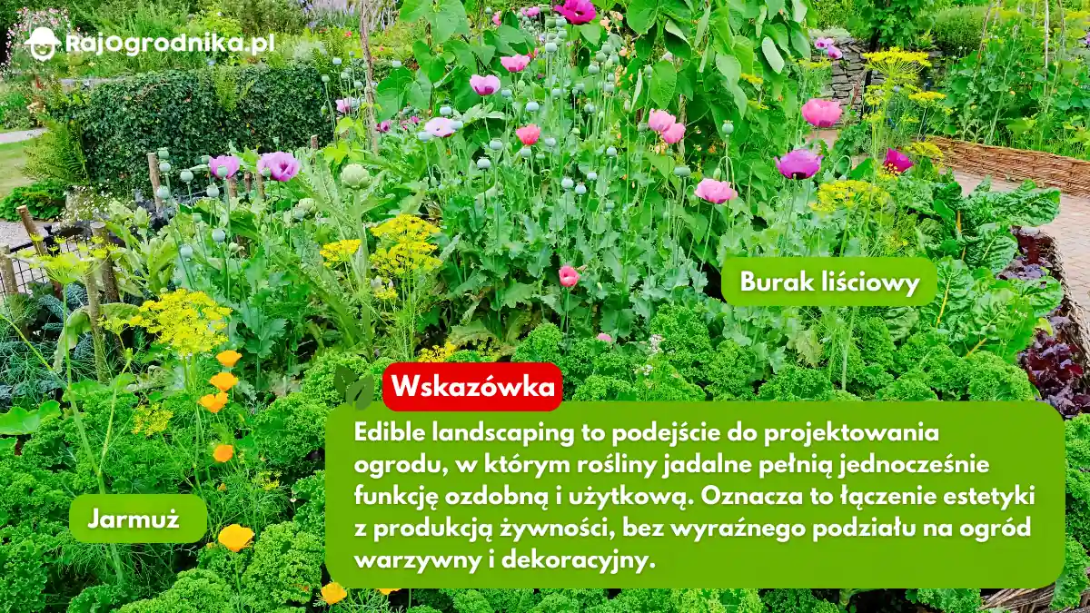 Edible-landscaping-pomysł-na-ogród-warzywny-blog-sklep-rajogrodnika